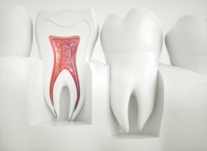 Illustration of a couple of teeth in a white base with one cross-sectioned to show colorful roots